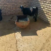 ۱۲۳|حیوانات مزرعه|پلدختر, |دیوار