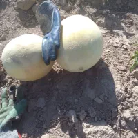 ملون سفید
