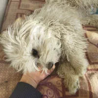 دو قلاده سگ شیتزو بازیگوش|سگ|لنجان, |دیوار