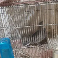 سهره خاکی|پرنده|میاندوآب, |دیوار