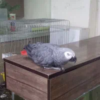 کاسکو سخنگو ۷ ساله رام و دستی|پرنده|پردیس, فاز ۳|دیوار