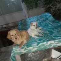 واگذاری دوتا دختر ناز خوشگل