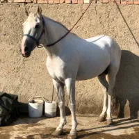 اسب کرد اسب اصیل