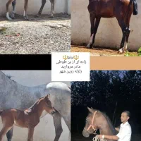 نریان کرد ۶ دنگ|اسب و تجهیزات اسبسواری|رشت, لاکان|دیوار