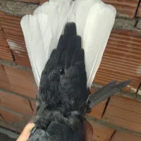 ماده زاغ دمسفید|حیوانات|کرمان, |دیوار