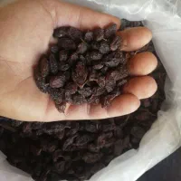 کشمش و فخری ترو تمیز ورجوی|خوردنی و آشامیدنی|مراغه, |دیوار