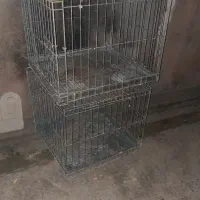 جفتگاه کبوتر