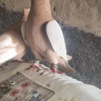 سینه ای|پرنده|شوشتر, |دیوار