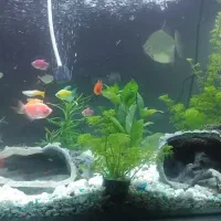 ماهی و اکواریوم|ماهی|تهران, مرزداران|دیوار