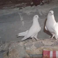 ۳۵۰۰هزار تومان|پرنده|بانه, |دیوار