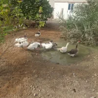 فروش تخم اردک اسرائیلی و غاز|حیوانات مزرعه|بندرعباس, |دیوار