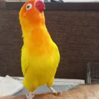 فروش کوتوله برزیلی