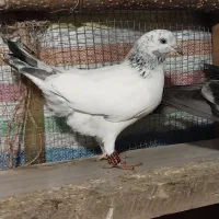 کبوتر پرشی  زیر ۱۰ ساعت|پرنده|رامسر, |دیوار