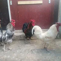 خروس محلی چهل تاج طوسی سالم و جوان