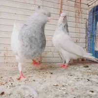 جفت کله ای کلاهی