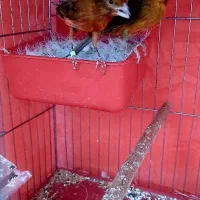 جفت قناری سرخ مولد