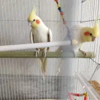 دو عدد عروس هلندی لوتینو نر سایز بزرگ|پرنده|بلداجی, |دیوار