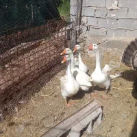 قوغاز اوکراینی.. بوقلمون برنز امریکایی ..مرغ محلی