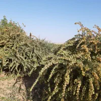 زرشک رو درخت فروشی