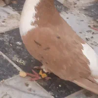 کبوتر