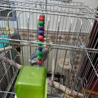 عروس هلندی نر