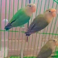 سه عدد طوطی برزیلی|پرنده|خوی, |دیوار