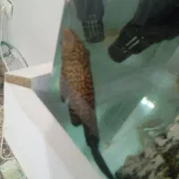 همه نوع ماهی|ماهی|نظرآباد, مسکن مهر نظرآباد|دیوار