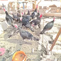 رفسنجان|حیوانات مزرعه|رفسنجان, |دیوار