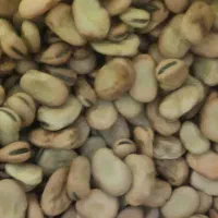 باقالی امسالی خوشپخت