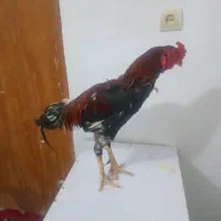 خروس