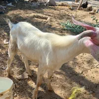 نر بز سانن|حیوانات مزرعه|گیلوان, |دیوار