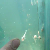 ماهی پلاتی لجن خار  میگوردچری حلزون کلیر|ماهی|ارومیه, |دیوار