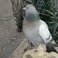 کفتر سبز سرکه ای