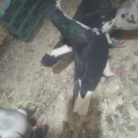 کبوتر پرشی صید شلنگی.معاوضه با کوتوله