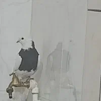 فروش کبوترطوقی ماده