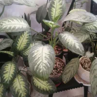 گل و گلدان|گل و گیاه طبیعی|شیراز, کوشک بیدک|دیوار