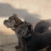 حیوانات نگهبانی