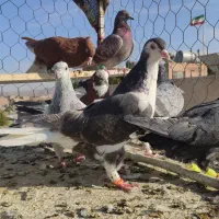 کفتر صبد|پرنده|تربتحیدریه, طالقانی|دیوار