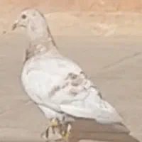 جوجه سرور هفت رنگ خطی