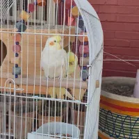 عروس هلندی با قفس|پرنده|دوگنبدان, |دیوار