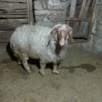 ورن یا قوچ گوسفند درجه یک داشتی