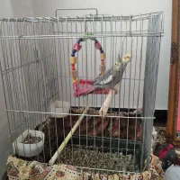 عروس هلندی جفت نر و ماده