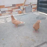 میزعسلی،دمسفید،طوقی،یهودی|مبلمان خانگی و میز عسلی|مشهد, موعود|دیوار