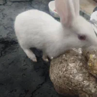 خرگوش|موش و خرگوش|یزد, |دیوار