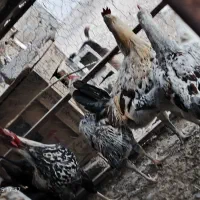 جوجه خروس محلی|حیوانات مزرعه|دشمن زیاری, |دیوار