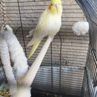 عروس هلندی ماده 9ماه