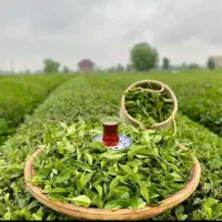 کارخانه چای سیدی پخش عمده وجزئی چای محلی ایرانی.