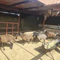 میش گوسفند چاق برای قربانی|حیوانات مزرعه|بشاریات, |دیوار
