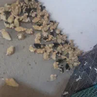 مرغ محلی|پرنده|دشتیاری, |دیوار