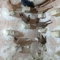 ۷تا ماده دم سفید|پرنده|اسفراین, |دیوار